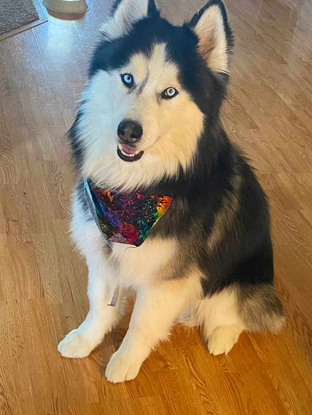Loki joined the competition — help win amazing prizes! dog, siberian_husky, blue_eyes, bandana, colorful, tie_dye, fluffy, indoor, wooden_floor, pet, canine, sitting, fur, black_and_white, animal, companion, cute, domestic, portrait, friendly
