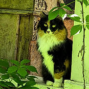 Lila is registered to the contest to win money with this photo: animal, black_and_white, building, cat, domestic_pet, fluffy, foliage, green_background, green_eyes, leaves, longhaired, outdoors, porch, portrait, rustic, sitting, vines, whiskers, window, wooden_door