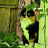 animal, black_and_white, building, cat, domestic_pet, fluffy, foliage, green_background, green_eyes, leaves, longhaired, outdoors, porch, portrait, rustic, sitting, vines, whiskers, window, wooden_door