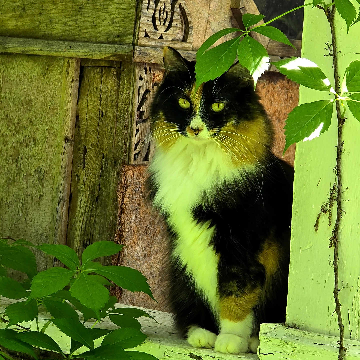 Lila