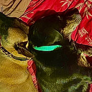 Jaydipytha a rejoint le concours — aidez-le/la à gagner de superbes lots ! bamboo_pattern, bed, black_dog, blanket, collar, companionship, cozy, dog, dogs, fur, green_collar, indoor, paws, pet, red_bedspread, resting, sleeping, snout, tan_dog, top_view