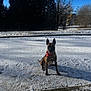 Jaydipytha a rejoint le concours — aidez-le/la à gagner de superbes lots ! bandana, blue_sky, canine, cold, dog, ears_erect, house, outdoors, paws, pet, portrait, road, shadow, sidewalk, sitting, snow, suburban, sunlight, trees, winter