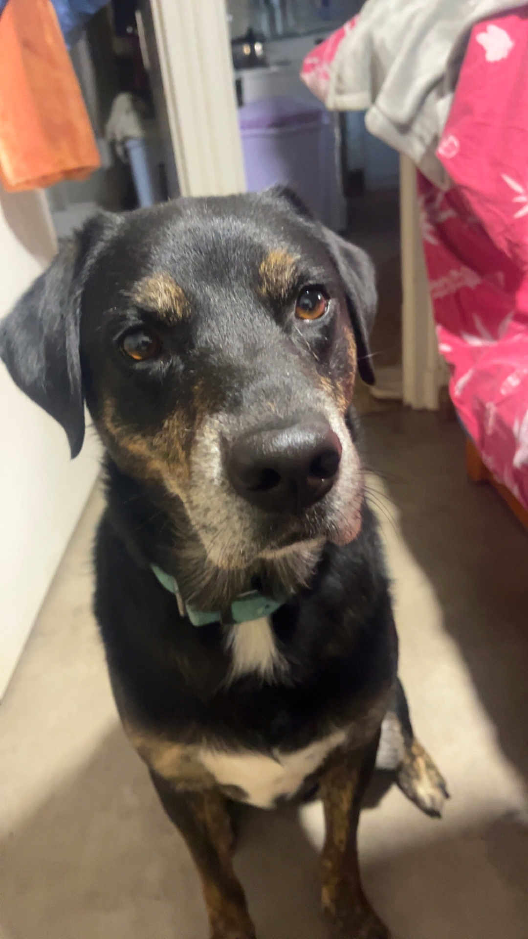 Groot a rejoint le concours — aidez-le/la à gagner de superbes lots ! dog, indoor, pet, black_dog, brown_dog, collar, floor, bed, blanket, curious, close_up, animal, canine, domestic, furniture, home, portrait, sitting, looking_up, companion