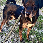 Groot a rejoint le concours — aidez-le/la à gagner de superbes lots ! black_fur, canine, closeup, collar, dog, evening_light, eyes, fence, grass, gravel, ground, leash, outdoor, paws, pet, portrait, side_view, snout, walking, weed