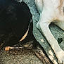 dog, black_dog, white_dog, legs, pavement, outdoor, resting, fur, collar, close_up, animal, pet, canine, texture, concrete, sunlight, shadow, nature, relaxation, companions