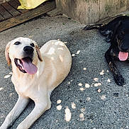 Groot a rejoint le concours — aidez-le/la à gagner de superbes lots ! dog, canine, pets, outdoor, sunlight, shade, tongue_out, happy, relaxed, concrete, wooden_step, two_animals, light_fur, dark_fur, brindle, animal_pair, resting, summer, daytime, companion