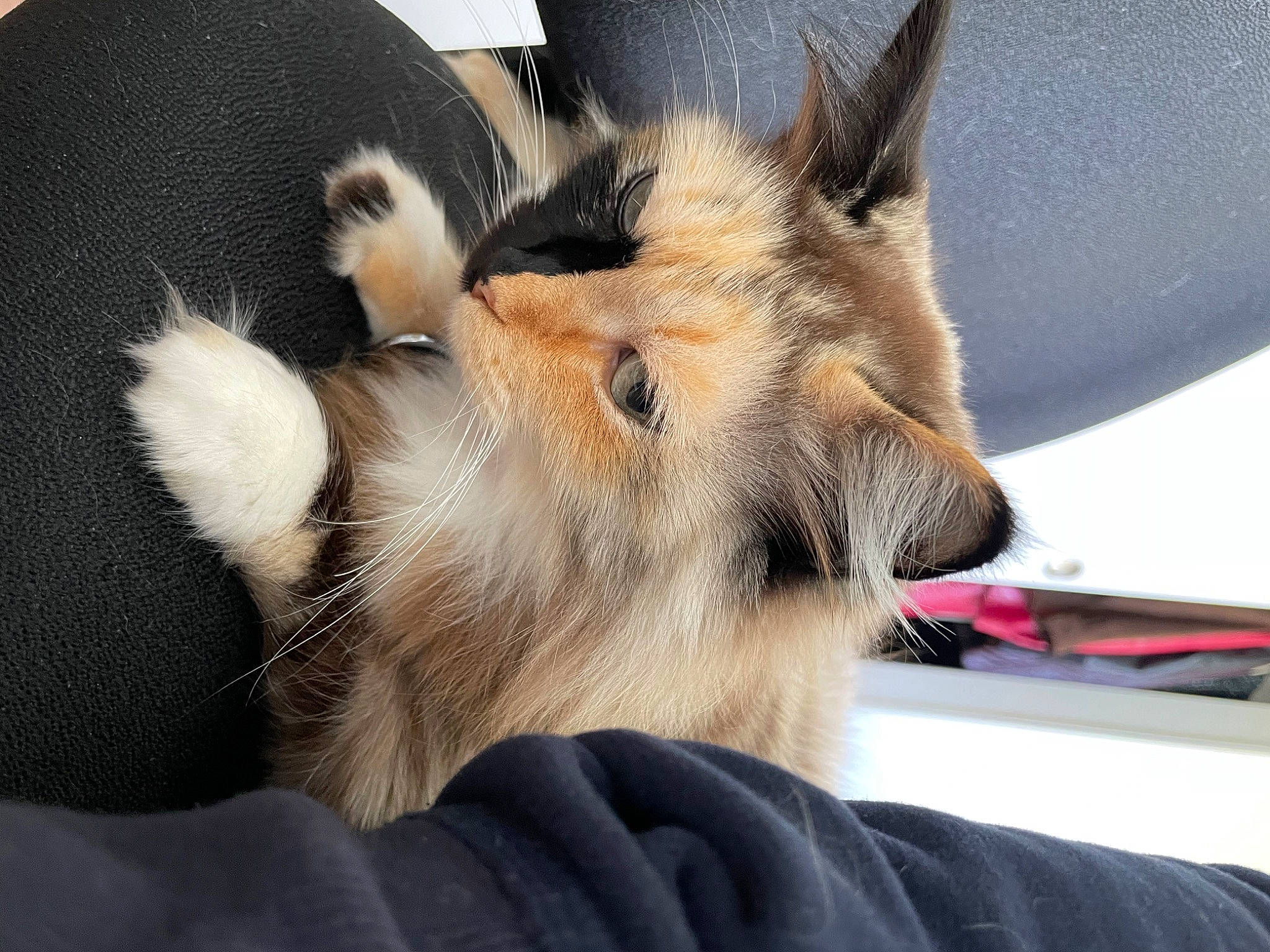 Sissi joined the competition — help win amazing prizes! canidae, carnivore, cat, claw, comfort, companion_dog, dog_breed, domestic_short_haired_cat, ear, fawn, felidae, fur, nap, paw, small_to_medium_sized_cats, snout, sporting_group, tail, whiskers, wildlife