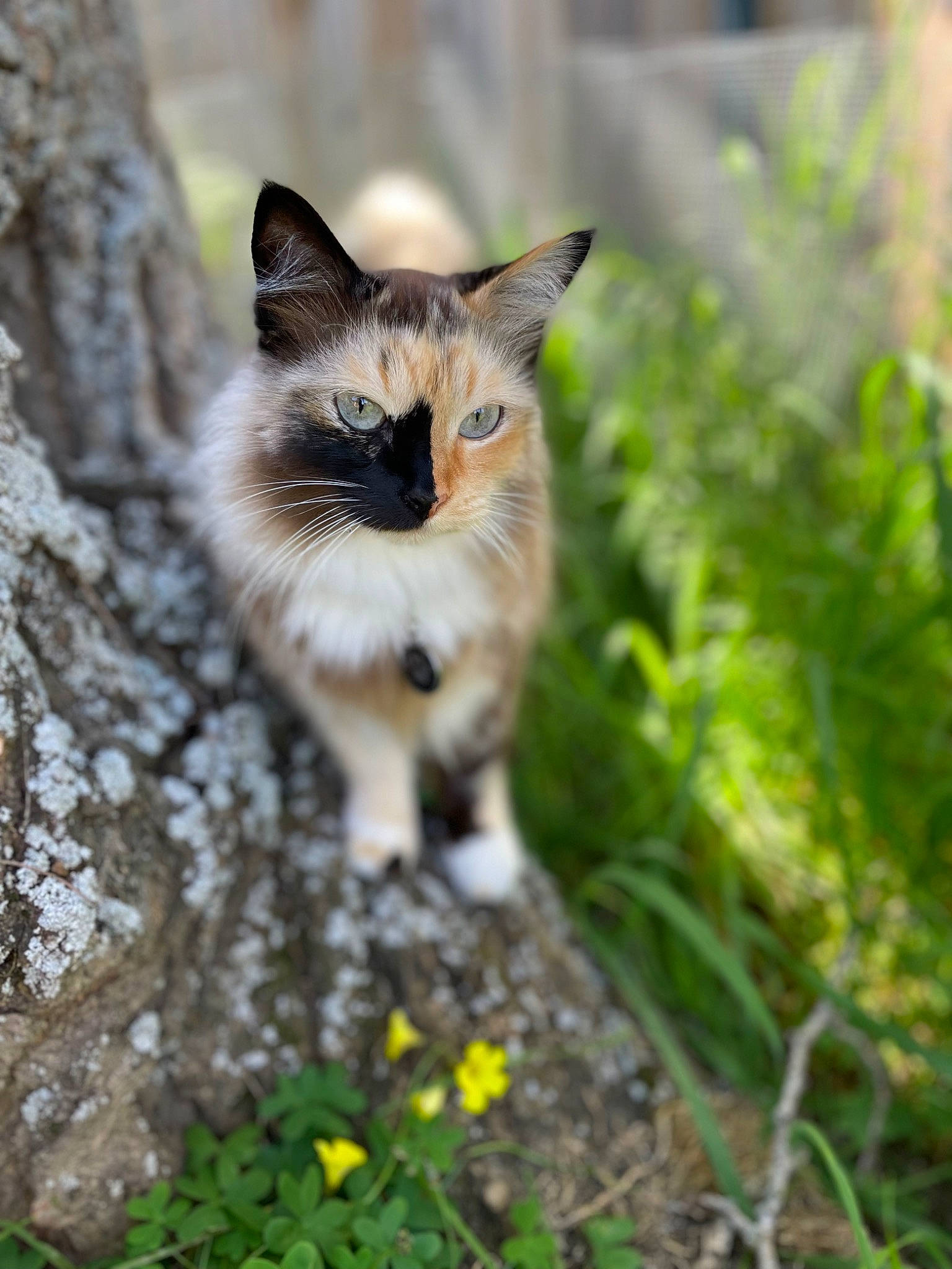 Sissi is registered to the contest to win money with this photo: carnivore, cat, domestic_short_haired_cat, eye, fawn, felidae, flower, fur, grass, plant, plant_stem, small_to_medium_sized_cats, snout, tail, terrestrial_animal, tree, trunk, whiskers, wildlife, wood