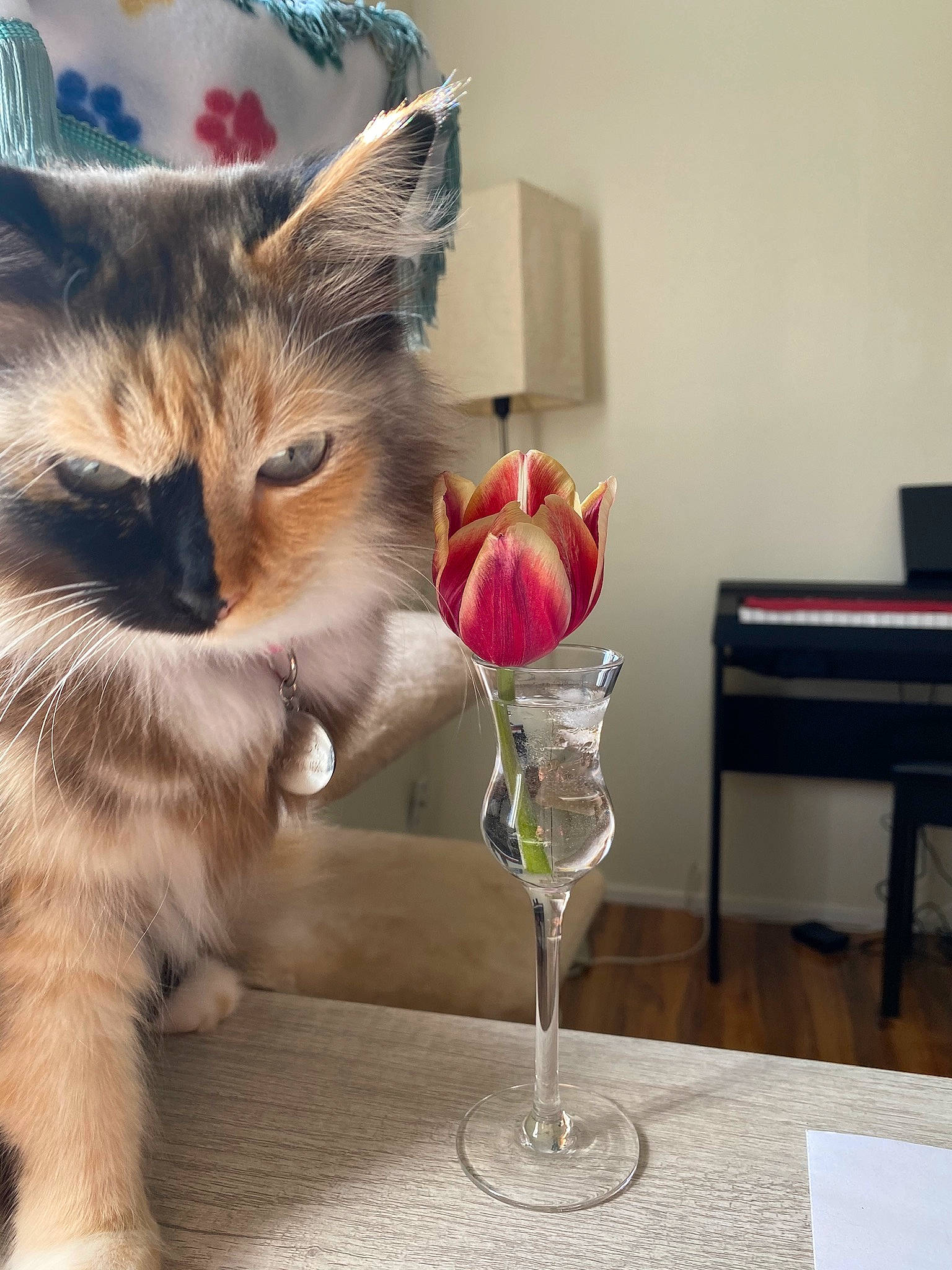 Sissi is registered to the contest to win money with this photo: carnivore, cat, champagne_stemware, domestic_short_haired_cat, drinkware, event, fawn, felidae, flooring, fur, paw, piano, plant, room, small_to_medium_sized_cats, stemware, table, tableware, tail, whiskers
