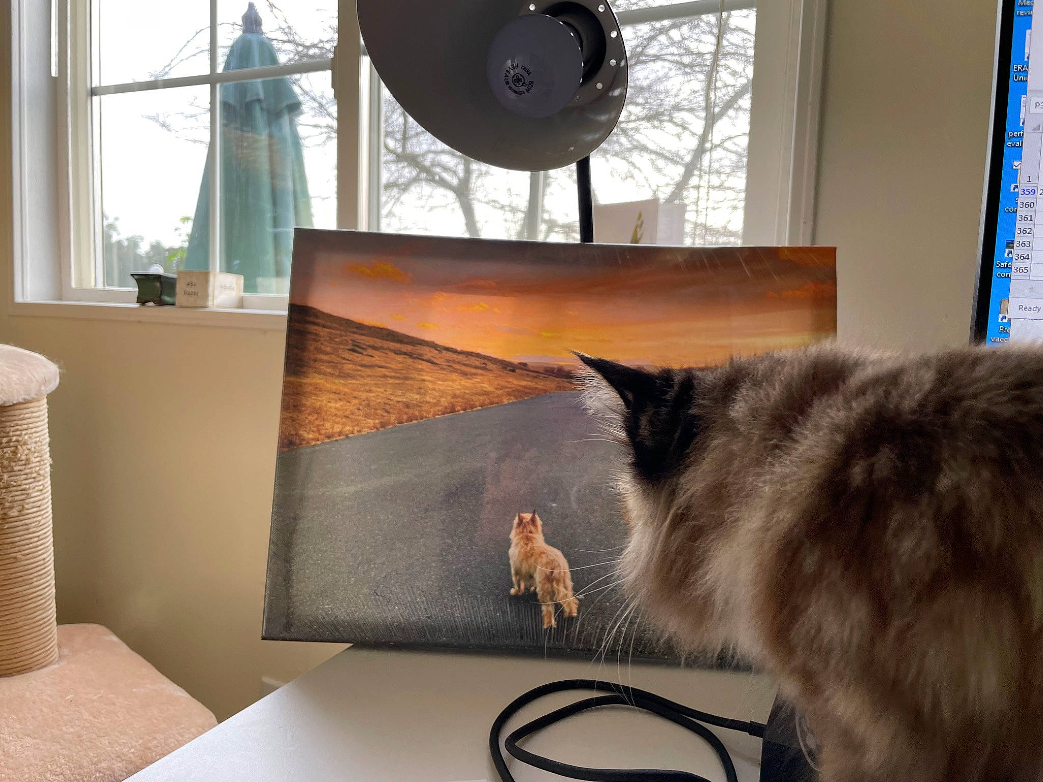 Sissi is registered to the contest to win money with this photo: carnivore, cat, comfort, felidae, floor, flooring, grey, hardwood, interior_design, lamp, light, living_room, mammal, rectangle, small_to_medium_sized_cats, table, tail, whiskers, window, wood