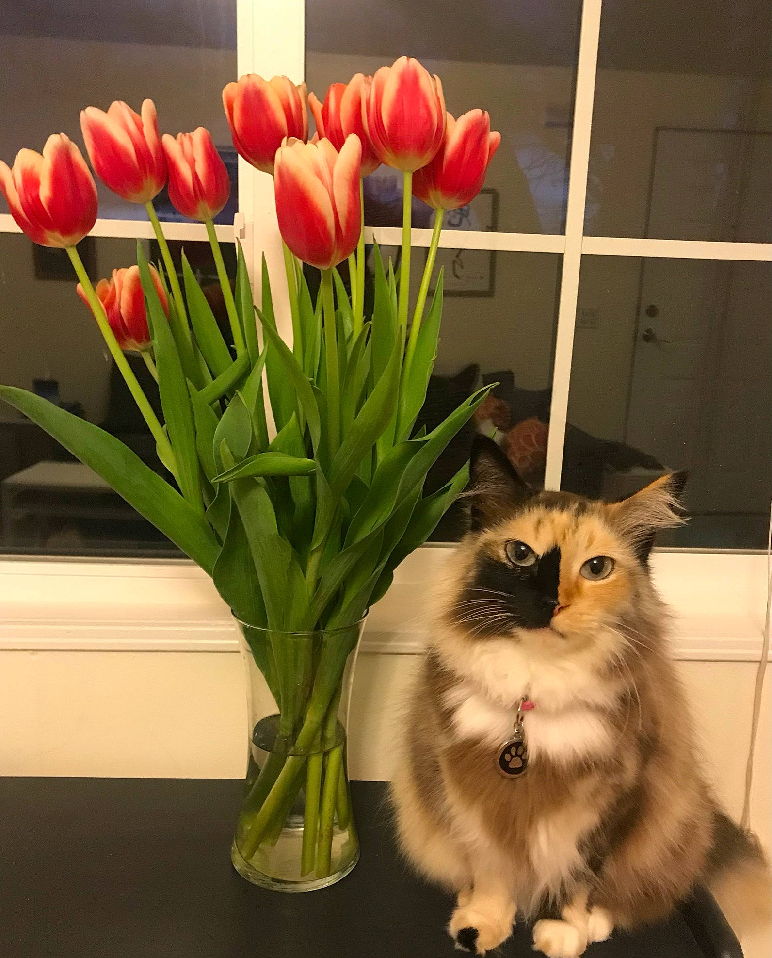 Sissi joined the competition — help win amazing prizes! annual_plant, artificial_flower, bouquet, carnivore, cat, cut_flowers, event, felidae, floral_design, floristry, flower, flower_arranging, flowering_plant, flowerpot, houseplant, petal, plant, vase, whiskers, window
