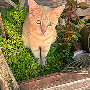 Cheeto is registered to the contest to win money with this photo: animal, cat, curious, daylight, ears, eyes, feline, garden, ginger_cat, greenery, growth, leaves, nature, outdoor, pet, plants, sunlight, whiskers, wood, wooden_planks