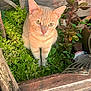 animal, cat, curious, daylight, ears, eyes, feline, garden, ginger_cat, greenery, growth, leaves, nature, outdoor, pet, plants, sunlight, whiskers, wood, wooden_planks