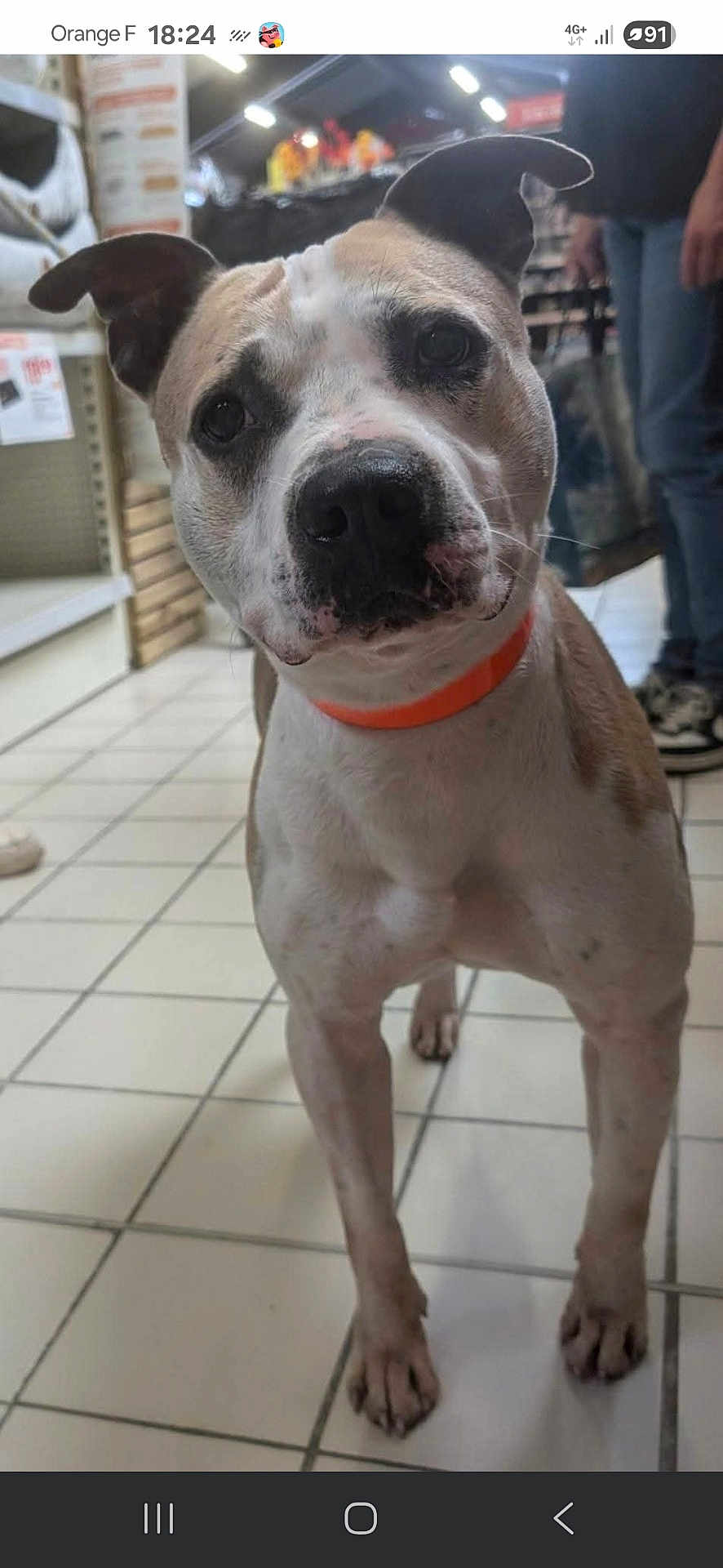 Nino a rejoint le concours — aidez-le/la à gagner de superbes lots ! dog, pet, animal, indoor, store, floor, tile, collar, orange_collar, curious, standing, brown_and_white, canine, looking, person, jeans, sneakers, background, front_view, close_up
