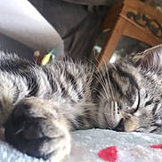 Dexter is registered to the contest to win money with this photo: cat, kitten, sleeping, paw, tabby, indoor, blanket, furniture, wooden_cabinet, cozy, close_up, whiskers, cute, fur, relaxing, home, resting, pet, domestic_animal, animal