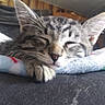 Dexter joined the competition — help win amazing prizes! cat, kitten, sleeping, paw, tabby, indoor, blanket, resting, feline, cute, fur, whiskers, closeup, cozy, relaxed, domestic_animal, animal, pet, soft, nap