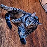 cat, tabby, animal, pet, feline, indoor, wooden_floor, striped, laying_down, looking_up, curious, whiskers, ears, tail, paws, domestic, mammal, closeup, floor, home