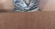Dexter joined the competition — help win amazing prizes! animal, brown, cardboard_box, cat, closeup, curious, cute, domestic, ears, face, feline, gray, indoor, kitten, looking, pet, soft_light, tabby, whiskers, young
