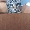 cat, kitten, tabby, cardboard_box, indoor, curious, pet, feline, whiskers, ears, closeup, face, animal, young, domestic, cute, looking, brown, gray, soft_light