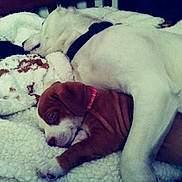 Daisy is registered to the contest to win money with this photo: animal, bed, blanket, brown_puppy, canine, collar, comfort, companion, cozy, cute, dog, fur, indoor, pet, puppy, relaxation, resting, sleeping, snuggling, white_dog
