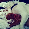 animal, bed, blanket, brown_puppy, canine, collar, comfort, companion, cozy, cute, dog, fur, indoor, pet, puppy, relaxation, resting, sleeping, snuggling, white_dog
