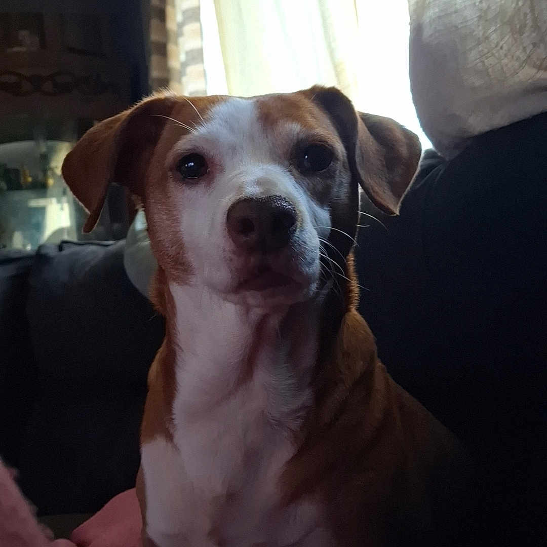 Daisy