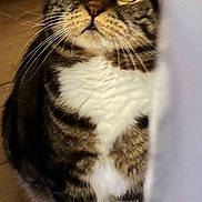 Simba is registered to the contest to win money with this photo: animal, cat, close_up, curious, cute, domestic_cat, ears, feline, floor, fur, indoor, looking, nose, pet, standing, stripes, tabby, whiskers, white_paws, yellow_eyes