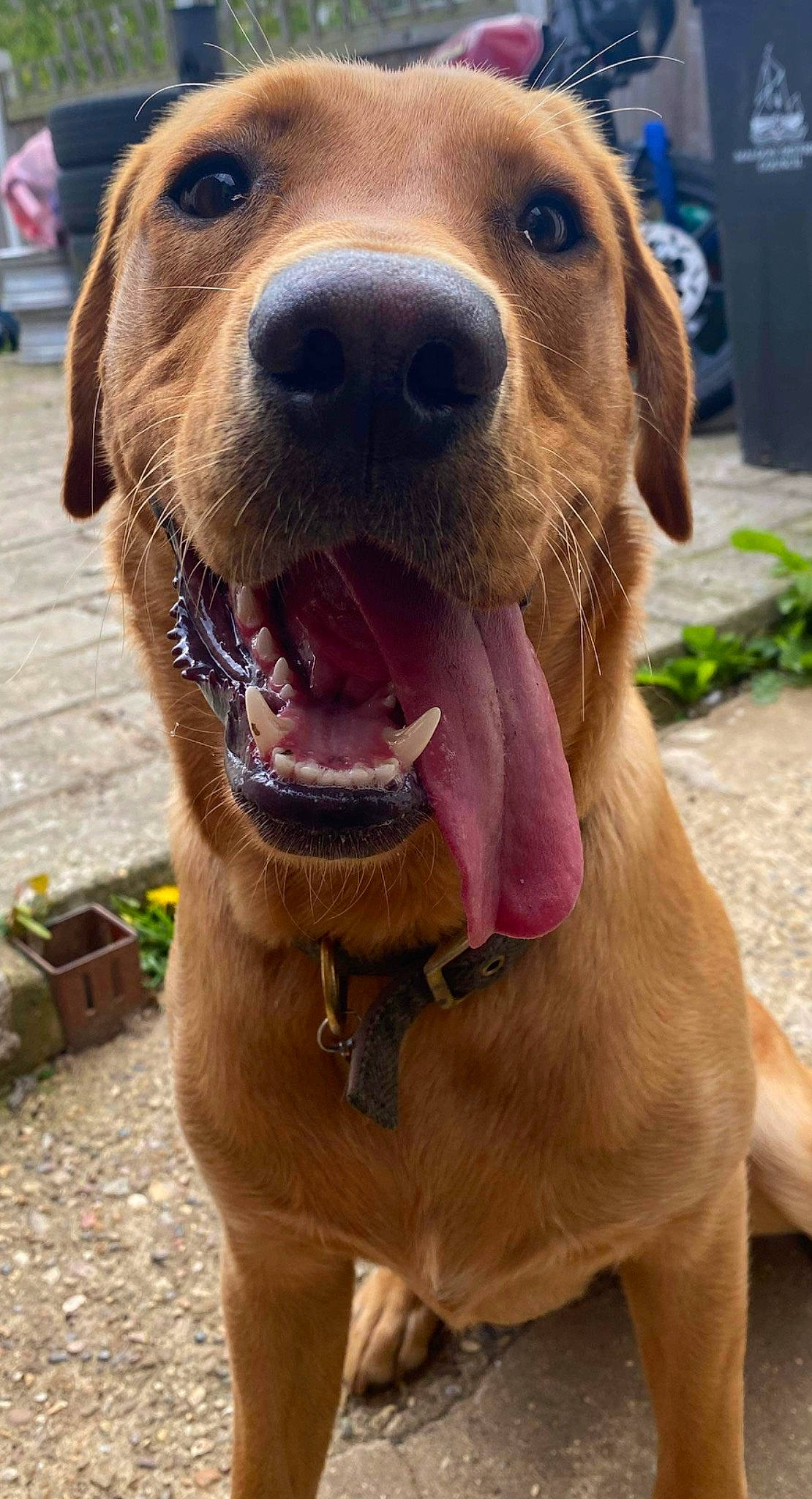 Archer is registered to the contest to win money with this photo: canidae, carnivore, collar, companion_dog, dog, dog_breed, dog_collar, dog_supply, fawn, gun_dog, liver, pet_supply, retriever, smile, snout, sporting_group, terrestrial_animal, whiskers, working_animal, working_dog