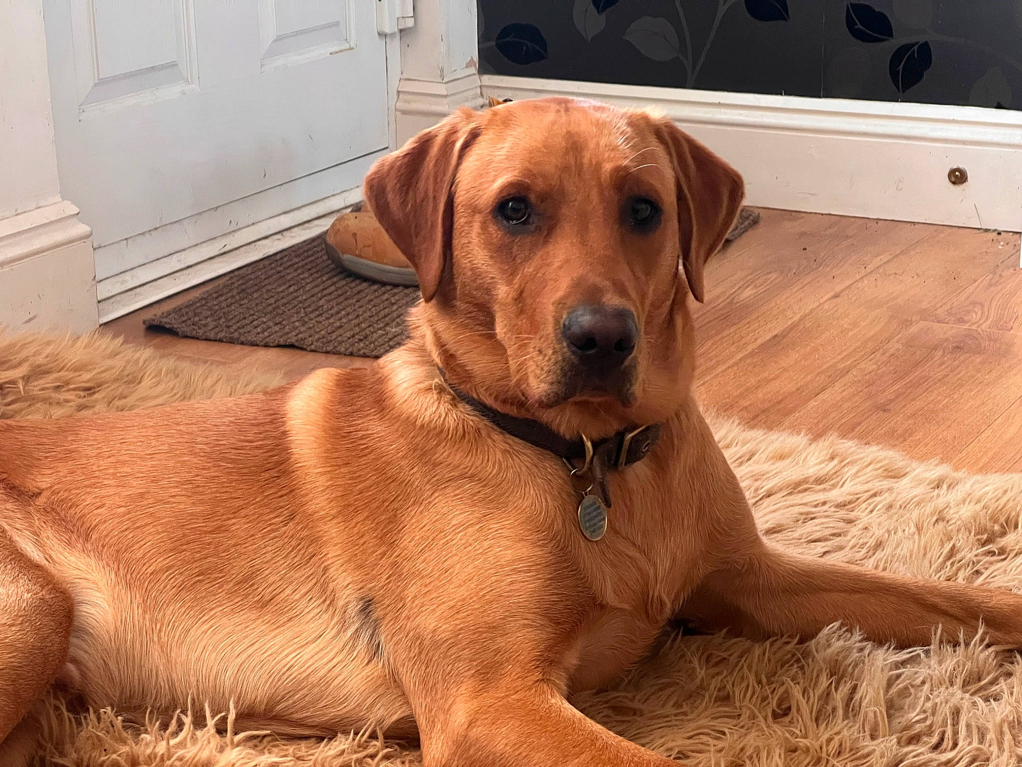 Archer is registered to the contest to win money with this photo: carnivore, companion_dog, dog, dog_breed, dog_collar, fawn, flooring, gun_dog, hardwood, liver, plank, plant, snout, sporting_group, terrestrial_animal, varnish, whiskers, wood, wood_stain, working_animal