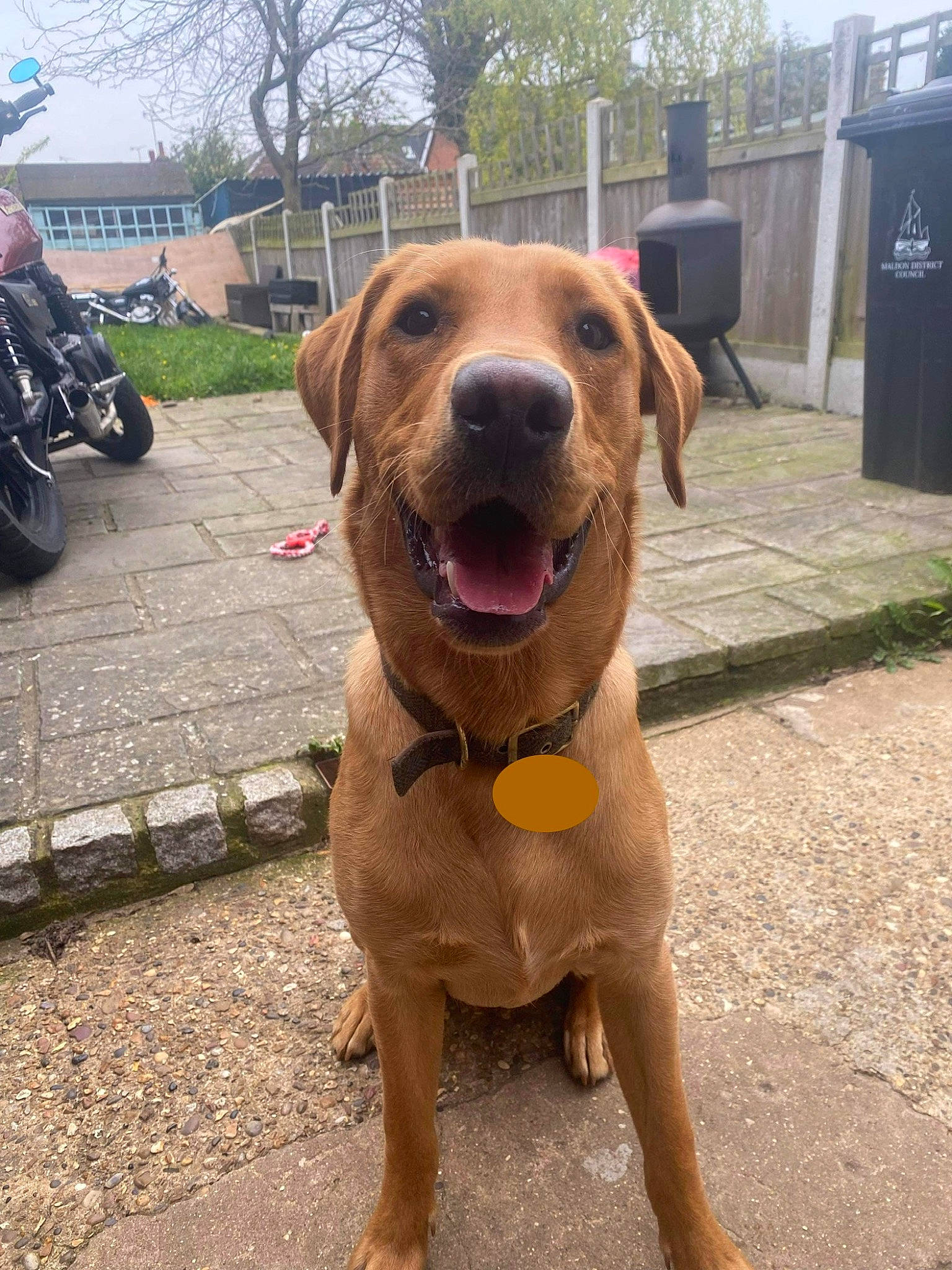 Archer joined the competition — help win amazing prizes! canidae, carnivore, collar, companion_dog, dog, dog_breed, dog_collar, fawn, gun_dog, hound, liver, motorcycle, plant, sky, snout, sporting_group, tire, tree, wheel, working_animal