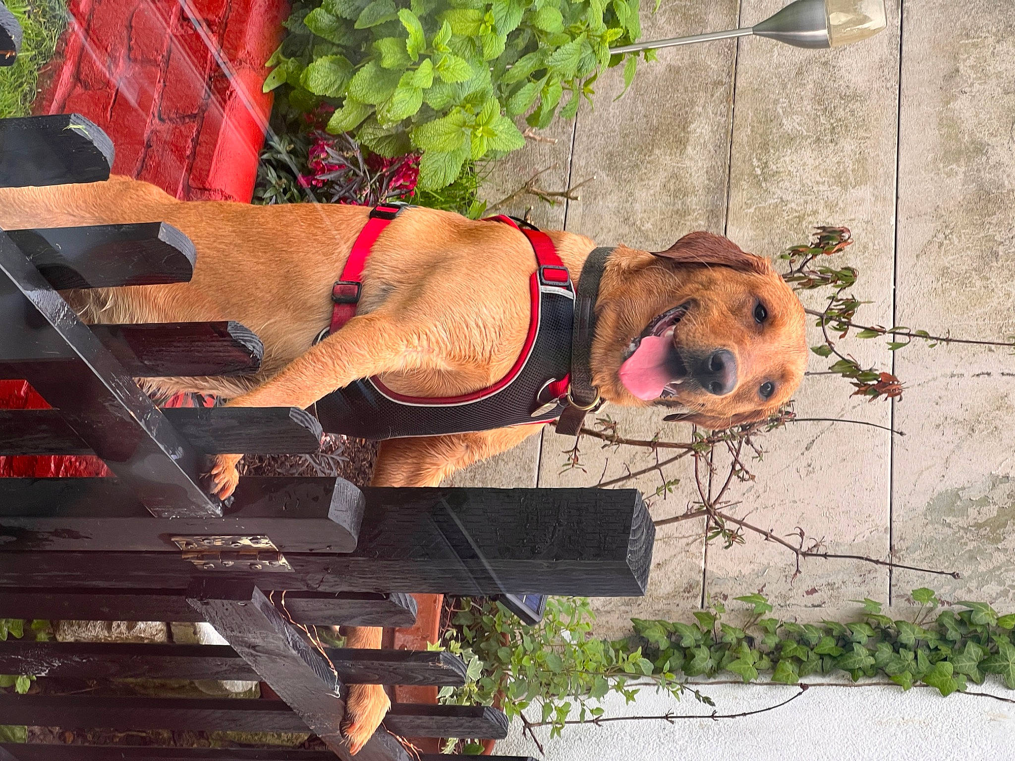 Archer joined the competition — help win amazing prizes! barechested, canidae, carnivore, chest, companion_dog, dog, dog_breed, dog_collar, dog_supply, fawn, grass, human_leg, leash, navel, pet_supply, plant, sporting_group, thigh, tree, wood