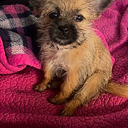 Rosey is registered to the contest to win money with this photo: dog, puppy, small_dog, brown_fur, big_ears, blanket, pink_blanket, cozy, indoor, pet, fur, cute, animal, sitting, looking, texture, close_up, young, domestic_animal, adorable