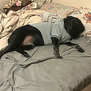 Jillie joined the competition — help win amazing prizes! dog, bed, pillow, blanket, hoodie, black_dog, indoors, furniture, sleeping, resting, pet, canine, comfort, fabric, room, lamp, nightstand, casual, relaxation, animal