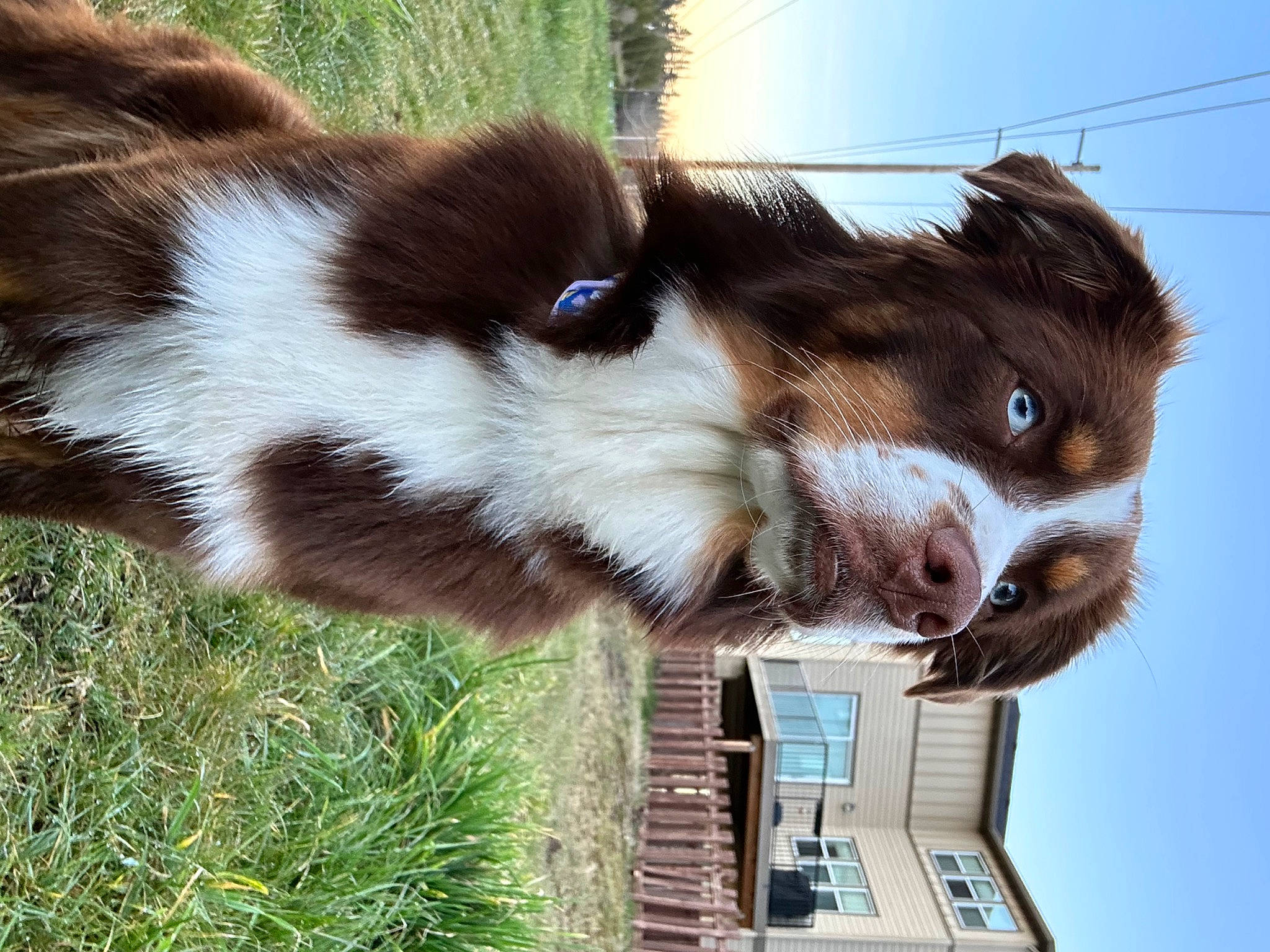 Rosie is registered to the contest to win money with this photo: bovine, carnivore, collar, dog_breed, fawn, fur, goat, goat_antelope, goats, grass, liver, livestock, pack_animal, plant, sky, snout, terrestrial_animal, whiskers, wildlife, working_animal