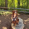 dog, tree_stump, forest, sunlight, harness, greenery, wooden_fence, outdoor, nature, pet, canine, brown_fur, white_markings, sitting, leaves, trees, shadows, daylight, animal, peaceful