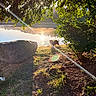 Rosie joined the competition — help win amazing prizes! dog, lake, sunlight, trees, rock, grass, bush, water, reflection, nature, outdoor, sunbeam, shadow, morning, greenery, animal, landscape, scenic, peaceful, sun
