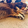 Rosie joined the competition — help win amazing prizes! dog, sleeping, brown_fur, carpet, cozy, indoors, blanket, couch, resting, pet, paw, fur, relaxation, animal, companion, home, cute, nap, peaceful, domestic