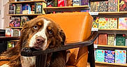 Rosie is registered to the contest to win money with this photo: dog, brown_dog, blue_eyes, orange_chair, bookstore, bookshelf, books, indoor, pet, animal, relaxed, furniture, wooden_armrest, carpet, shelving, literature, cozy, cute, resting, curious