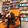 dog, brown_dog, blue_eyes, orange_chair, bookstore, bookshelf, books, indoor, pet, animal, relaxed, furniture, wooden_armrest, carpet, shelving, literature, cozy, cute, resting, curious