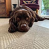 dog, labrador, chocolate_labrador, pet, indoor, rug, carpet, chair, cushion, furniture, window, door, floor, relaxed, animal, canine, brown, looking_at_camera, home, cozy