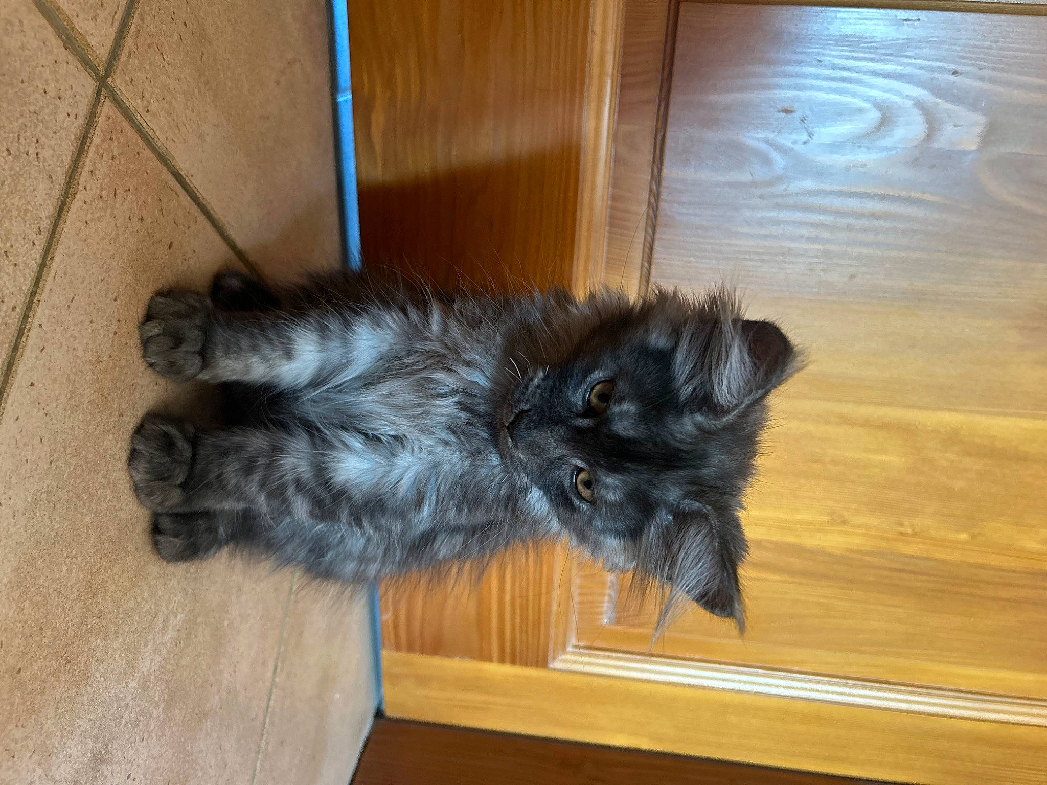 Uego participe au concours pour gagner de l'argent avec cette photo : canidae, carnivore, cat, comfort, companion_dog, dog_breed, felidae, flooring, fur, hardwood, laminate_flooring, plank, small_to_medium_sized_cats, sporting_group, tail, varnish, whiskers, wood, wood_flooring, wood_stain