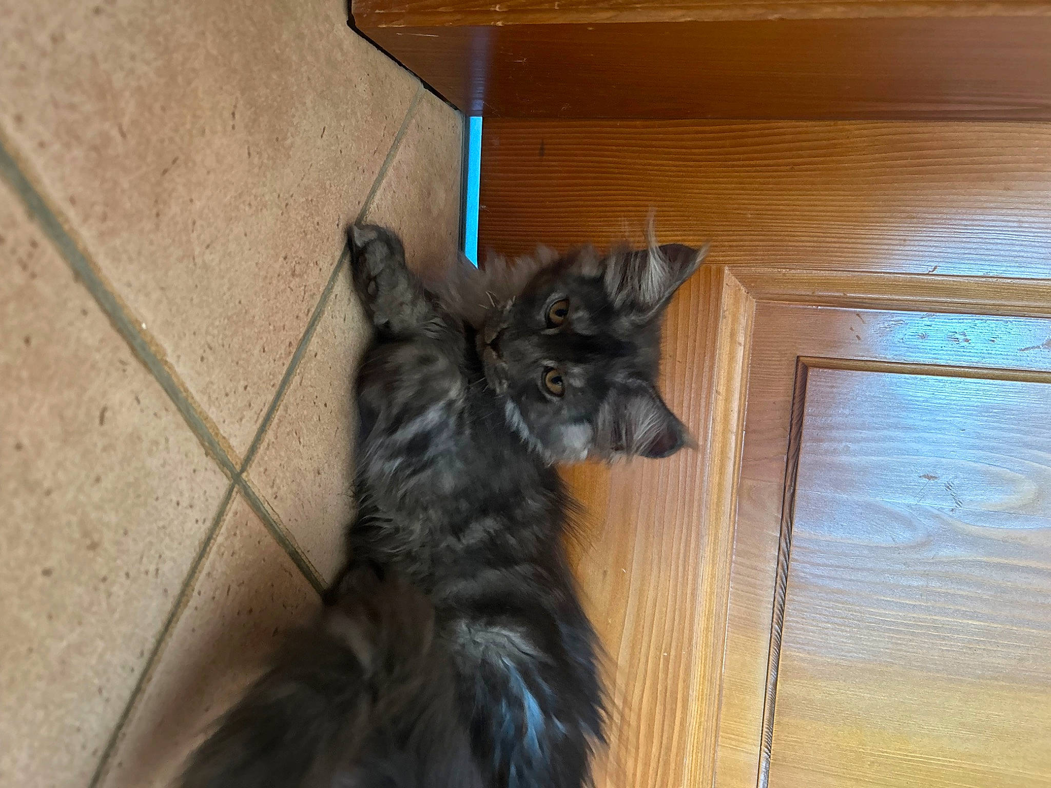 Uego a rejoint le concours — aidez-le/la à gagner de superbes lots ! black_cat, carnivore, cat, claw, comfort, dog_breed, domestic_short_haired_cat, felidae, floor, flooring, fur, hardwood, plank, small_to_medium_sized_cats, snout, tail, terrestrial_animal, whiskers, wood, wood_stain