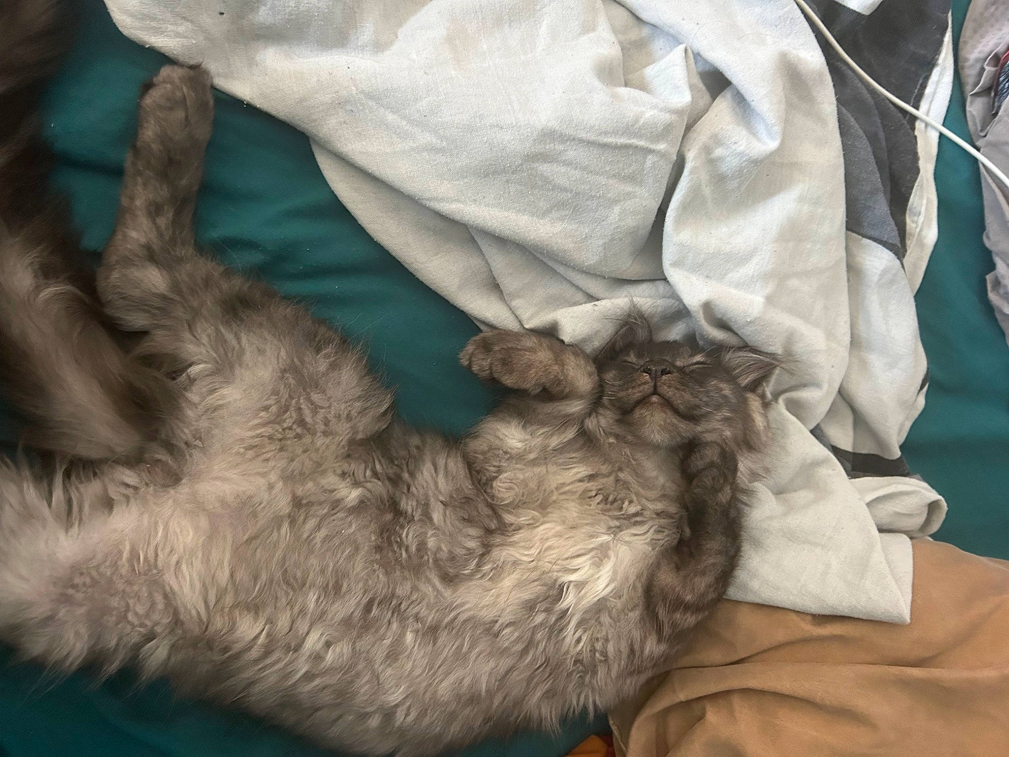 Uego a rejoint le concours — aidez-le/la à gagner de superbes lots ! canidae, carnivore, claw, comfort, companion_dog, dog_breed, domestic_short_haired_cat, felidae, fur, gesture, linens, mammal, nap, paw, sleep, small_to_medium_sized_cats, sporting_group, tail, vertebrate, whiskers