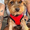 dog, pet, close_up, red_harness, tattoo, person, arm, fur, cute, animal, indoor, bow, sitting, brown_fur, black_fur, small_dog, portrait, looking, companion, friendly