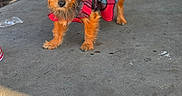 Love joined the competition — help win amazing prizes! dog, small_dog, pet, red_dress, bow, sunglasses, plaid_pattern, concrete_floor, outdoor, standing, brown_fur, cute, fashion, accessories, animal, canine, portrait, sunlight, colorful_background, playful
