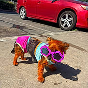 Love joined the competition — help win amazing prizes! dog, small_dog, sunglasses, pink_sunglasses, clothing, colorful_clothes, sidewalk, red_car, outdoor, sunny, shadow, pet, cute, animal, street, summer, playful, accessory, funny, bright