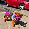 dog, small_dog, sunglasses, pink_sunglasses, clothing, colorful_clothes, sidewalk, red_car, outdoor, sunny, shadow, pet, cute, animal, street, summer, playful, accessory, funny, bright