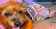 Love joined the competition — help win amazing prizes! animal, bow, car_interior, casual, close_up, colorful_clothing, cute, dog, furry, hand, indoor, lap, pet, polka_dot, puppy, purple_bow, small_dog, steering_wheel, tattoo, tongue_out