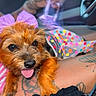 Love joined the competition — help win amazing prizes! dog, puppy, bow, purple_bow, polka_dot, colorful_clothing, tattoo, hand, car_interior, steering_wheel, lap, tongue_out, pet, cute, small_dog, furry, close_up, animal, indoor, casual