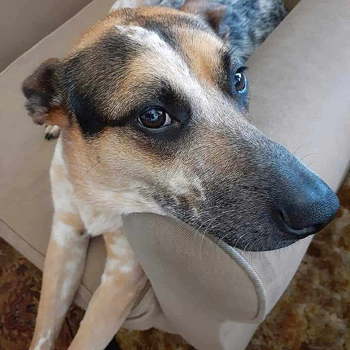 Buttons joined the competition — help win amazing prizes! animal, beagle, blanket, canine, couch, cushion, dog, dogbed, furniture, germanshepherd, greatdane, homedecor, hound, husky, labradorretriever, pet, puppy, snout